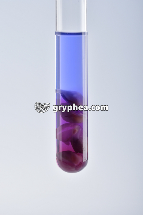 Pois chiches - test du Biuret - gryphea.com